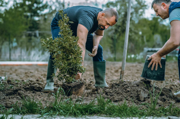 Professional Tree Care Services in St George, SC